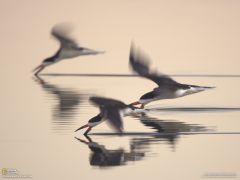 Tapeta National Geographic 587.jpg